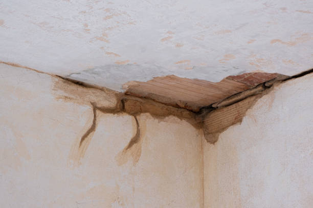 Best Mold removal after water damage  in Allentown, NJ
